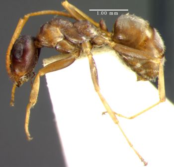 Media type: image;   Entomology 34594 Aspect: habitus lateral view